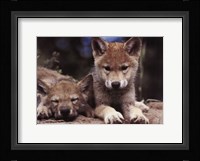 Spring Wolf Pups Fine Art Print