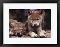 Spring Wolf Pups Fine Art Print