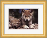 Spring Wolf Pups Fine Art Print