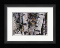 Mountain Ranger Fine Art Print