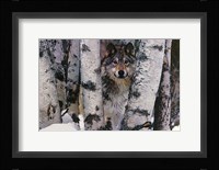 Mountain Ranger Fine Art Print