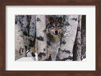 Mountain Ranger Fine Art Print