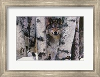 Mountain Ranger Fine Art Print