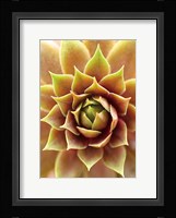 Fire Island 703 Fine Art Print