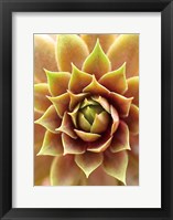 Fire Island 703 Fine Art Print