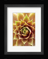 Fire Island 703 Fine Art Print