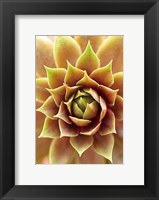 Fire Island 703 Fine Art Print