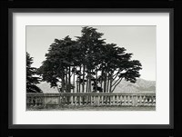 Cypress Trees and Balusters Fine Art Print