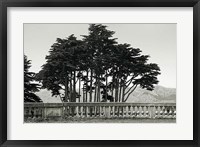 Cypress Trees and Balusters Fine Art Print