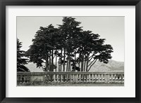 Cypress Trees and Balusters Fine Art Print