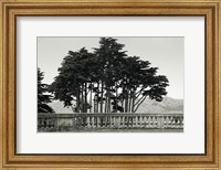 Cypress Trees and Balusters Fine Art Print