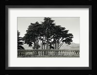 Cypress Trees and Balusters Fine Art Print