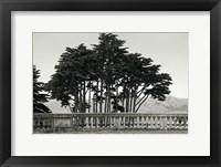 Cypress Trees and Balusters Fine Art Print