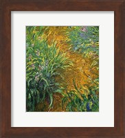 The Path in the Iris Garden Fine Art Print