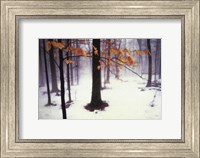 Quiet Woods Fine Art Print