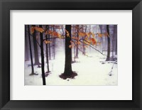 Quiet Woods Fine Art Print