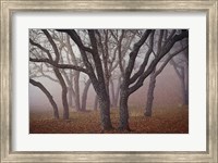 Pilot Road Trees Fine Art Print