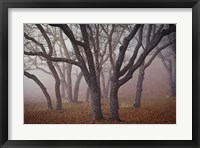Pilot Road Trees Fine Art Print