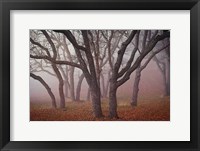 Pilot Road Trees Fine Art Print