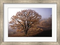 Clearing Fine Art Print