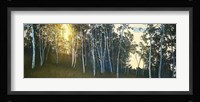 Hillside Birches Fine Art Print