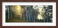 Hillside Birches Fine Art Print