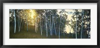 Hillside Birches Fine Art Print