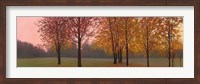 Autumn Dawn, Maples Fine Art Print