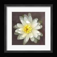 Water Lily Fine Art Print