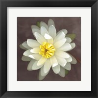 Water Lily Fine Art Print