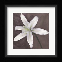 White Lily Fine Art Print
