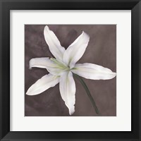 White Lily Fine Art Print
