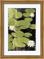 Pond Blossoms Fine Art Print
