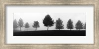 Tree Line Fine Art Print