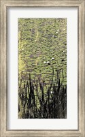 Lily Pond I Fine Art Print