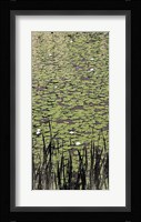 Lily Pond II Framed Print