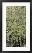 Lily Pond II Framed Print