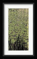 Lily Pond III Framed Print