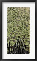 Lily Pond III Framed Print