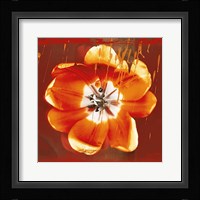 Tulip Fresco (red) Framed Print