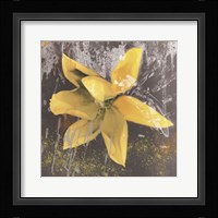 Tulip Fresco (yellow) Framed Print