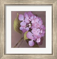 Purple Hydrangea Fine Art Print