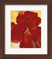 Red Amaryllis, 1937 Fine Art Print