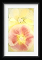 Pink and Yellow Hollyhocks, 1952 Fine Art Print
