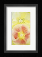 Pink and Yellow Hollyhocks, 1952 Fine Art Print