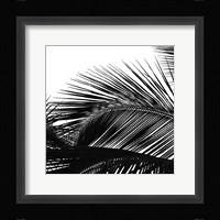 Palms 13 (detail) Fine Art Print