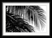 Palms 3 Fine Art Print