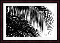 Palms 3 Fine Art Print