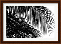 Palms 3 Fine Art Print
