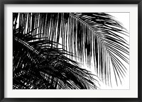 Palms 3 Fine Art Print